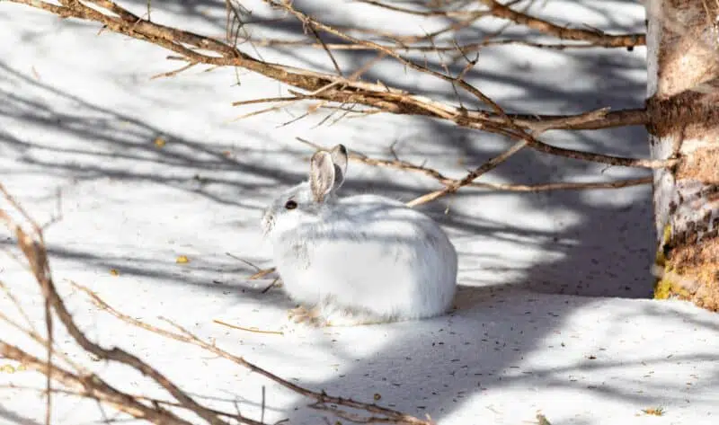 snowshoe hare animals in pennsylvania