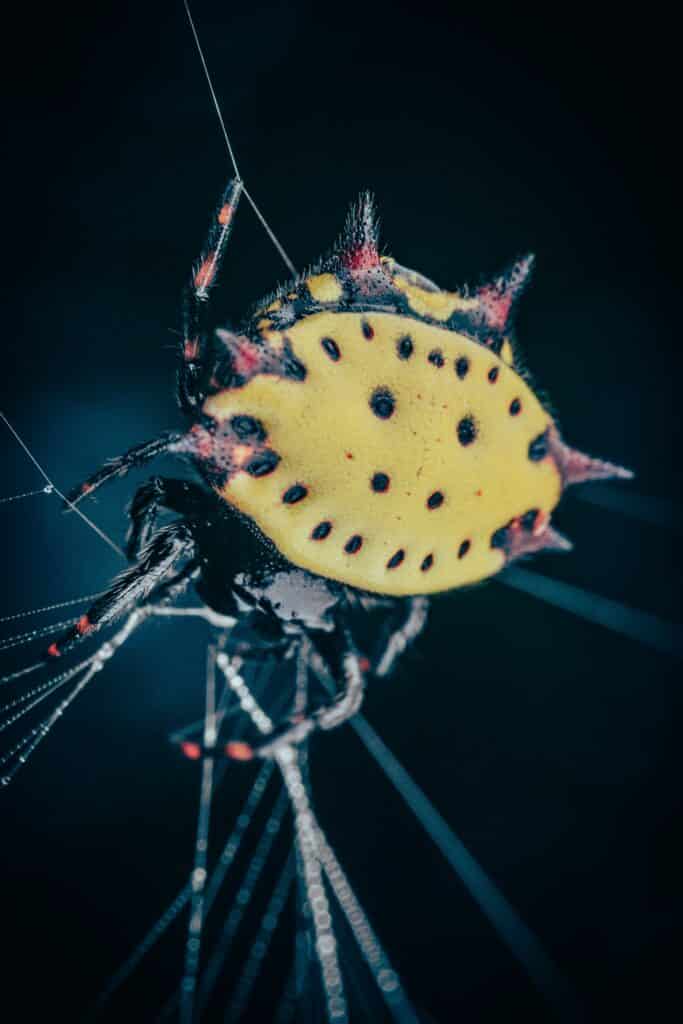 orb weaver spider: animals in tennessee