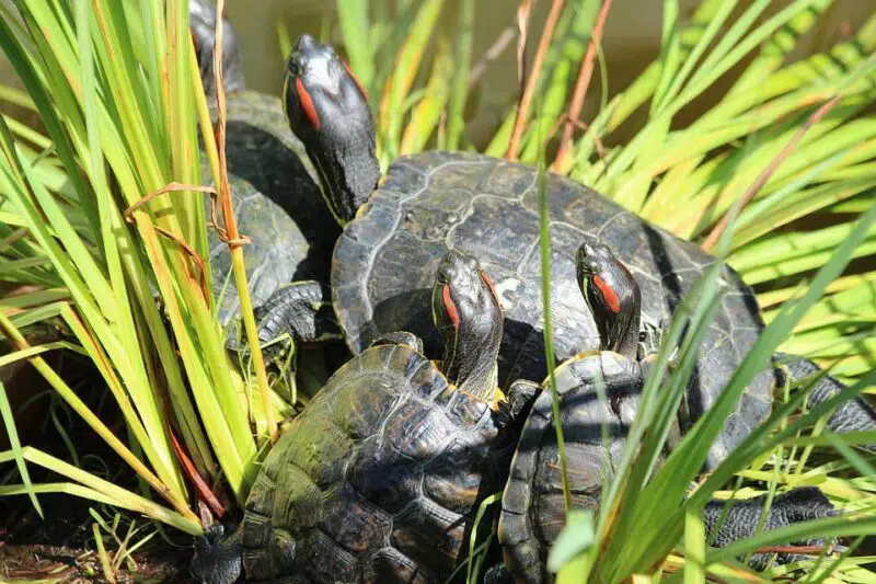 Animals in Mississippi, turtle