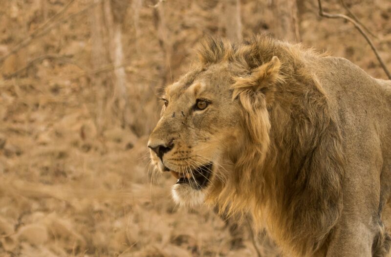 asiatic lion top 10 most endangered animals in india