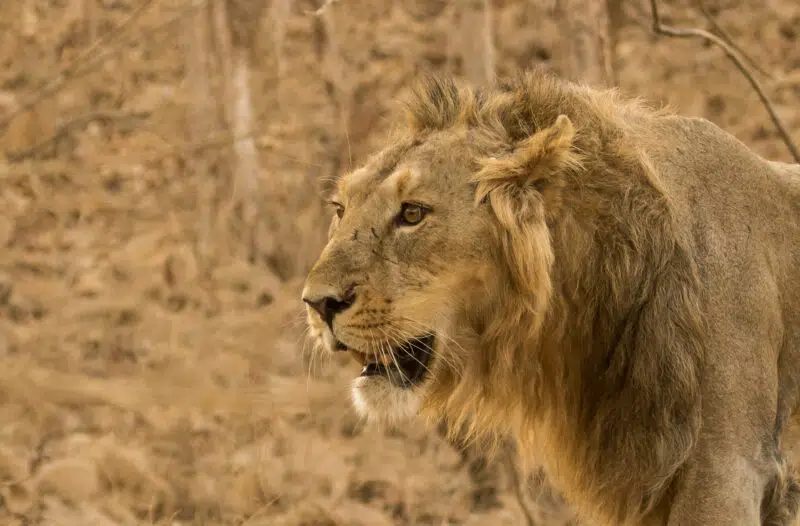 asiatic lion top 10 animals that saved lives