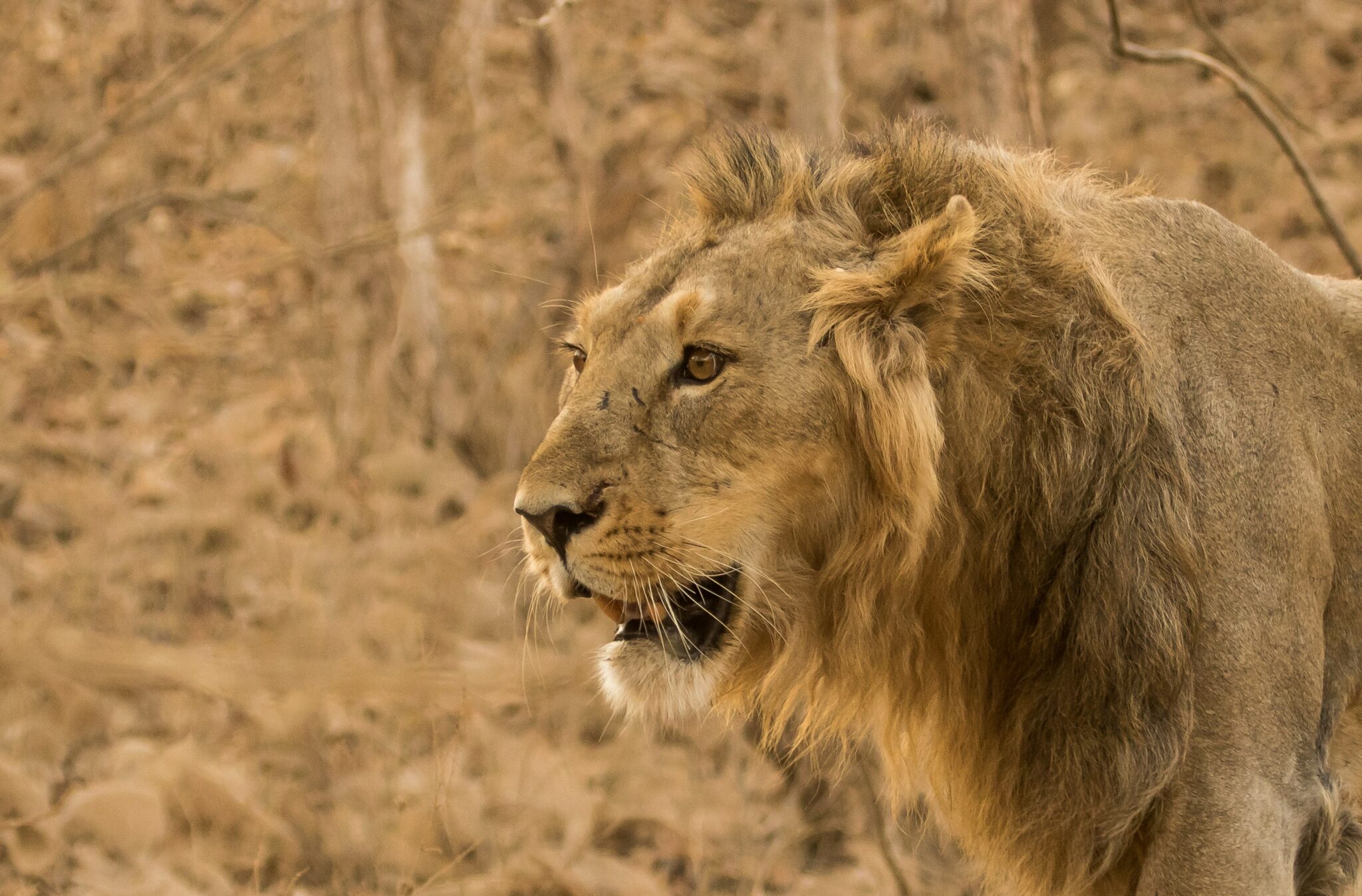 asiatic lion top 10 animals that saved lives