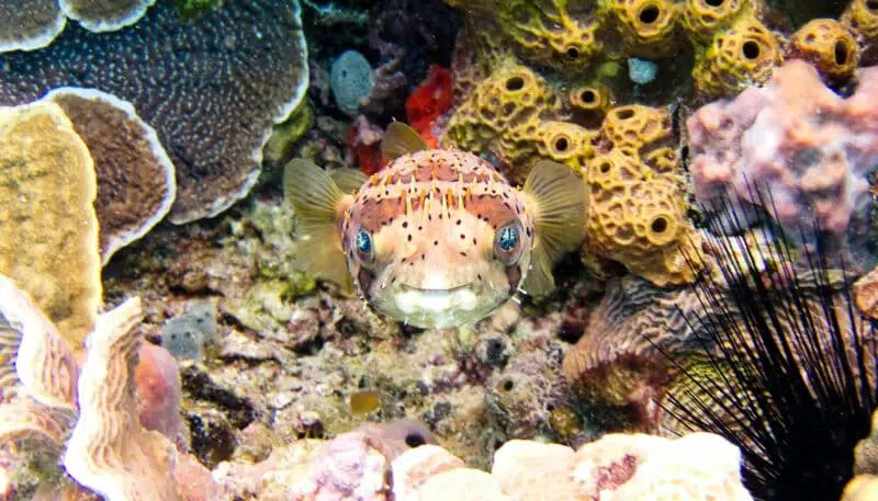 pufferfish top 10 dangerous marine animals