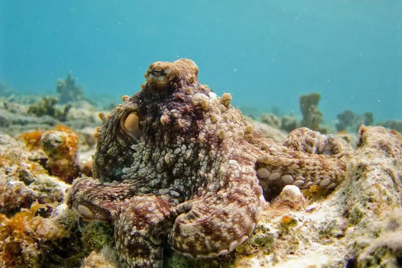 octopus animal disguise