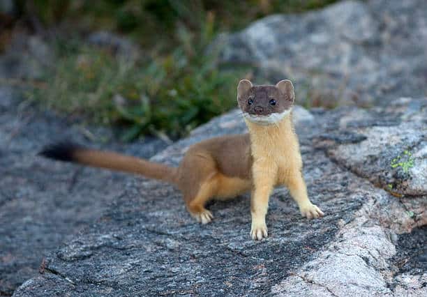 Long tailed weasel: animals in vermont