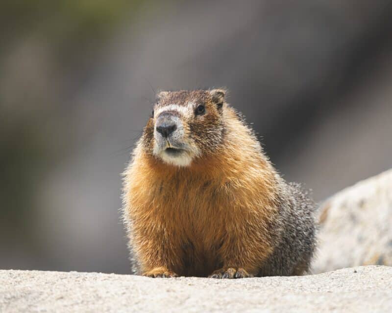 olympic marmot animals in washington