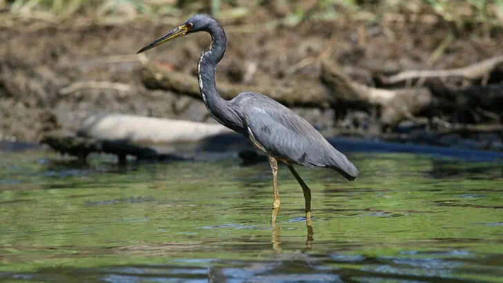 Animals and Wildlife in Costa Rica