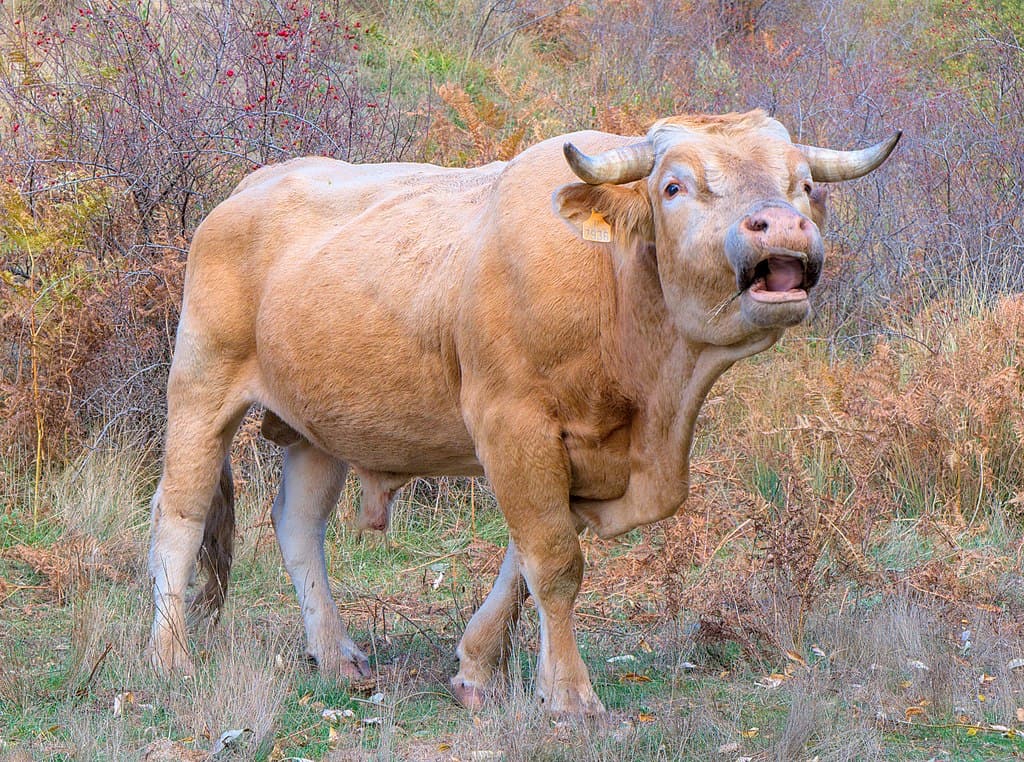 Bull