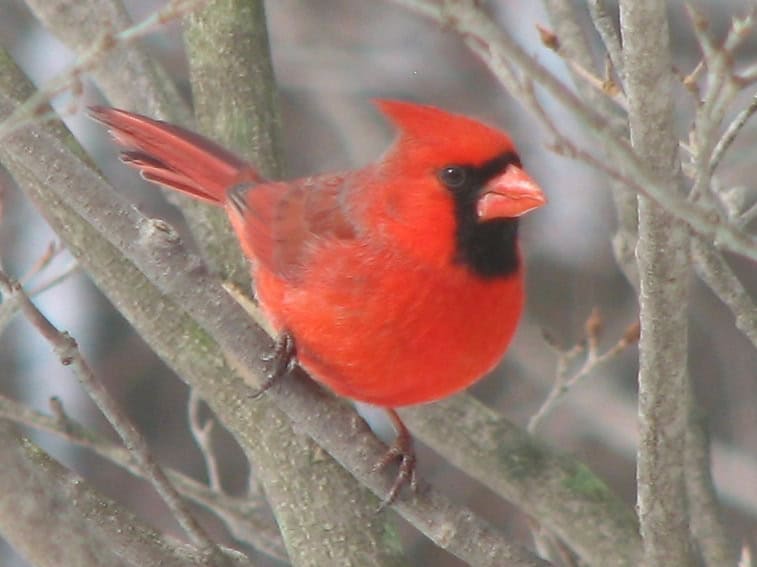 northern cardinal