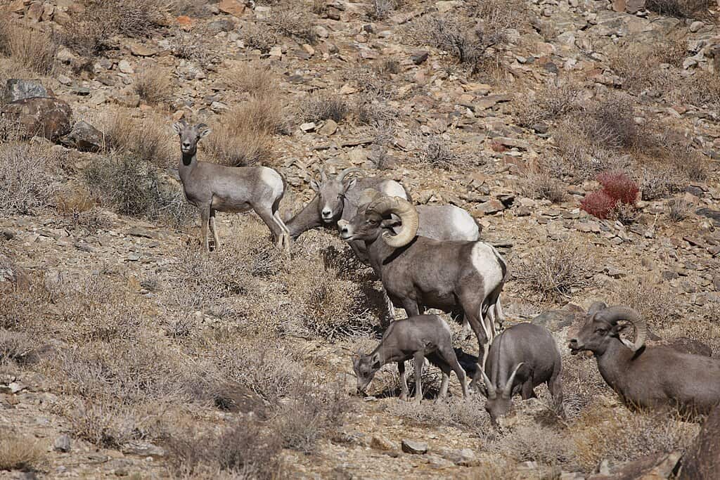 Desert bighorn sheep