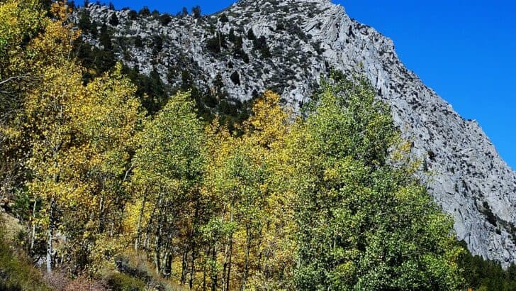 Animals and Wildlife in Nevada