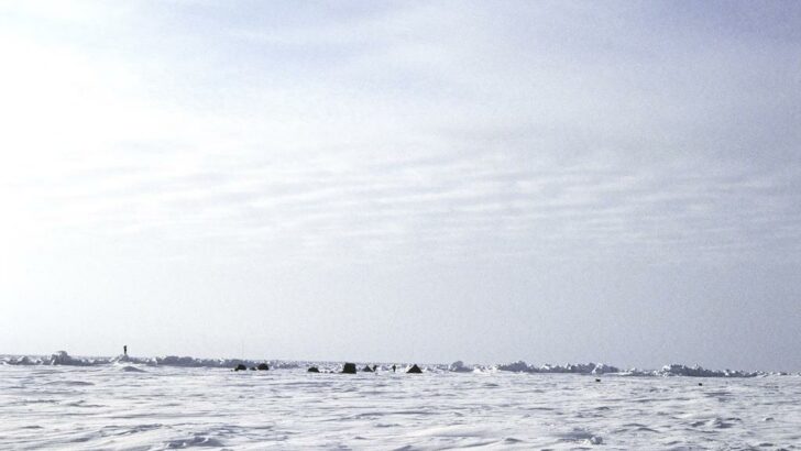 Animals and Wildlife in the North Pole