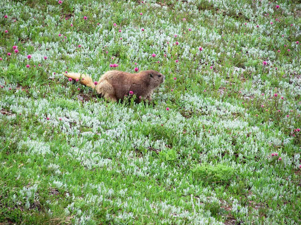 Olympic Marmot