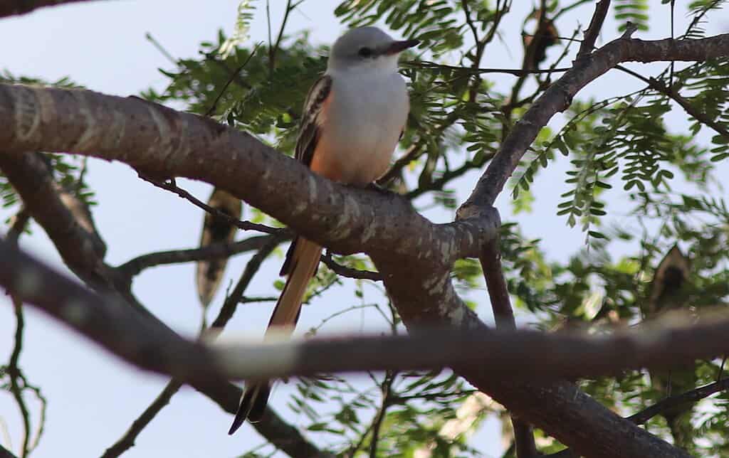 Scissor Tailed Flycatcher