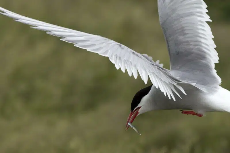 arctic tern 