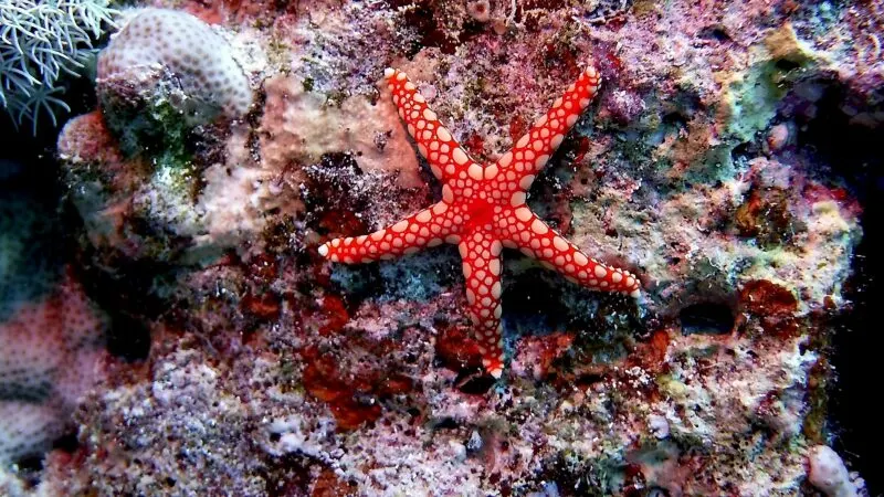 sea stars animals in the Bahamas