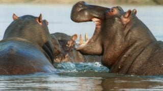 africa hippo