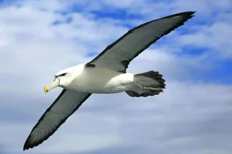 albatross animals in antarctica