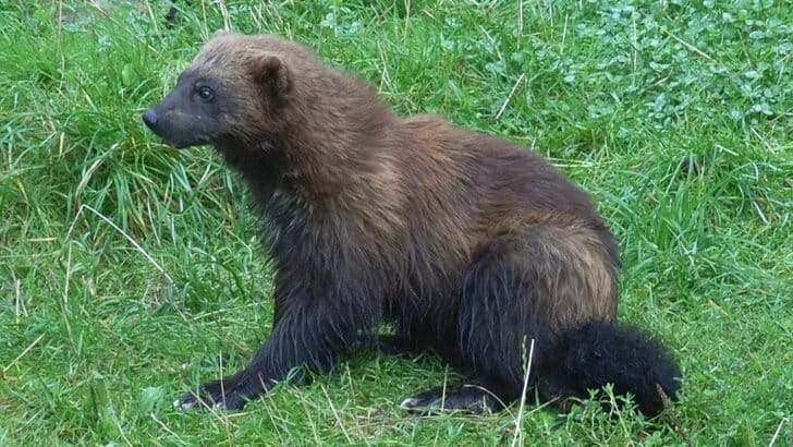 Animals and Wildlife in North America