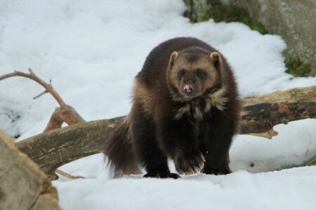These U.S. Animals Have Surprising Survival Superpowers