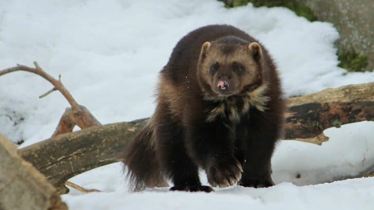 These U.S. Animals Have Surprising Survival Superpowers