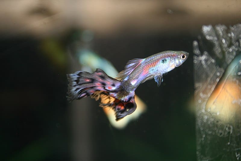 Rainbow fish 
