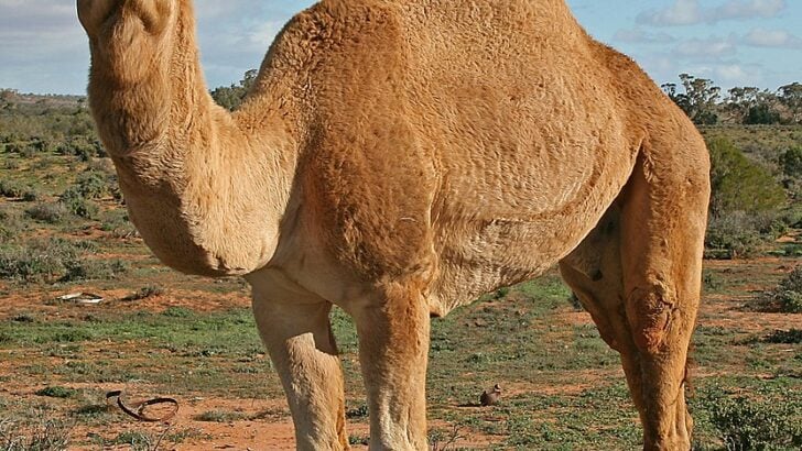Top 10 Desert Animals
