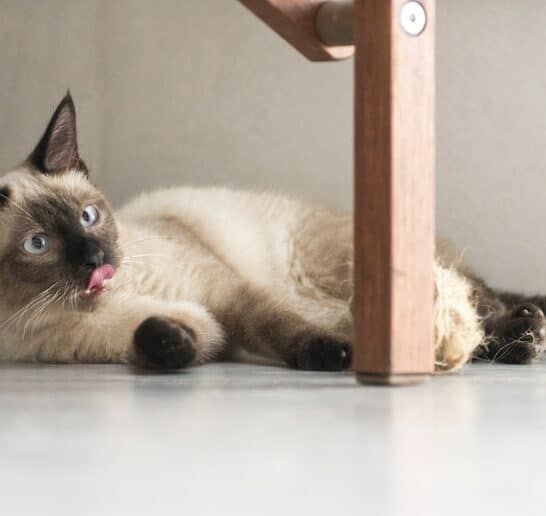 10 Animals with Down Syndrome