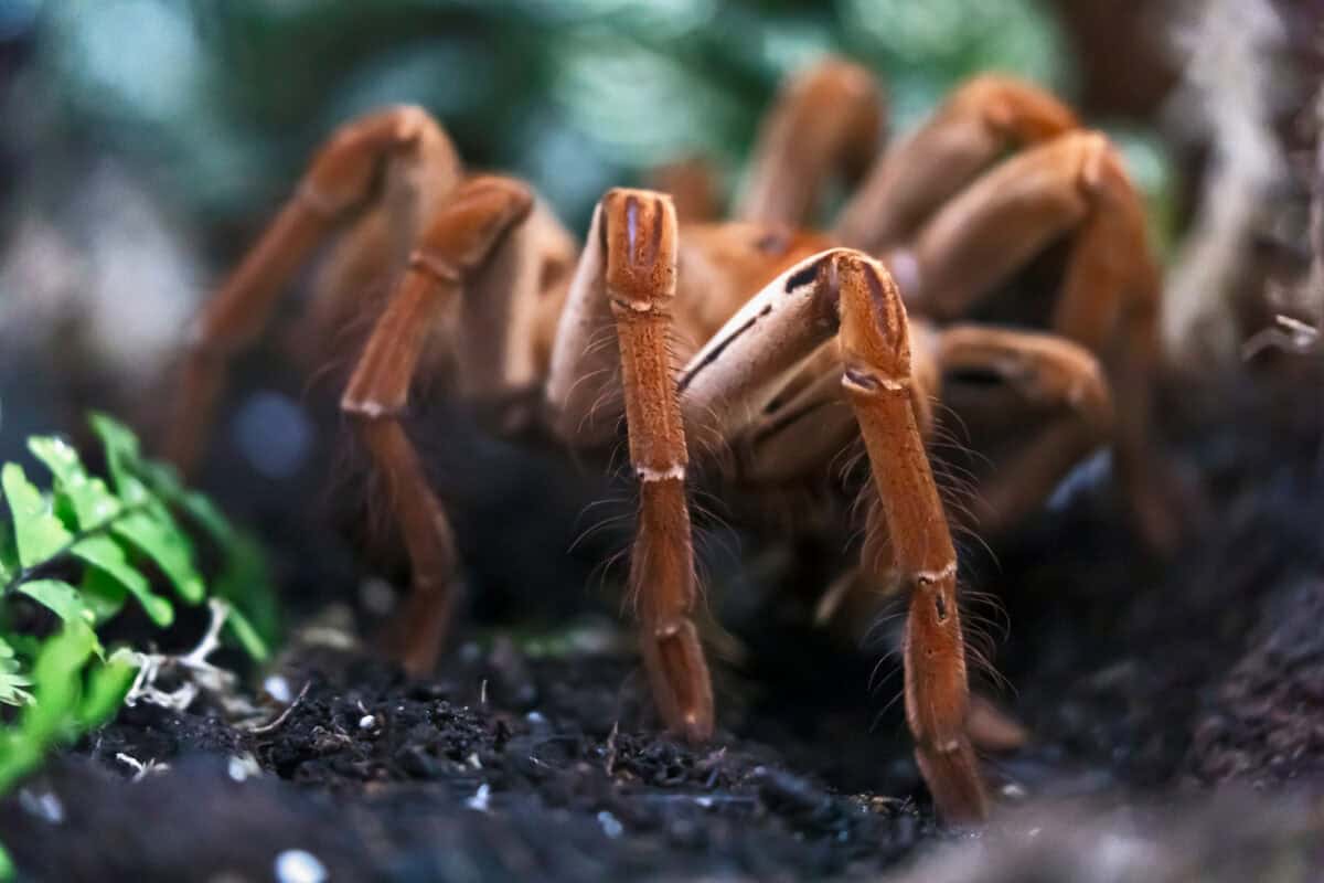 goliath birdeater