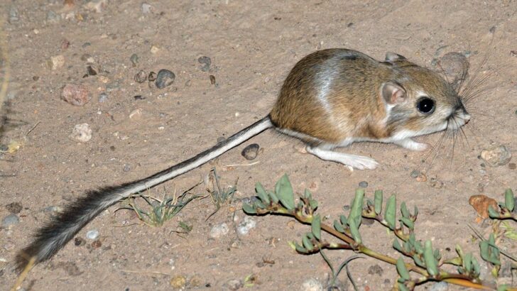 Why This Animal Can Survive Without Water for Decades