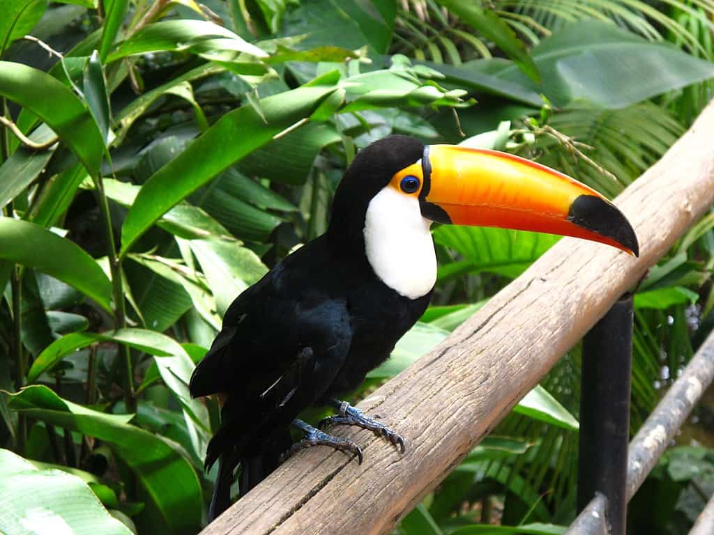 toucan