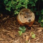 What Do Groundhogs Eat?