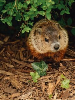 Groundhogs in kansas