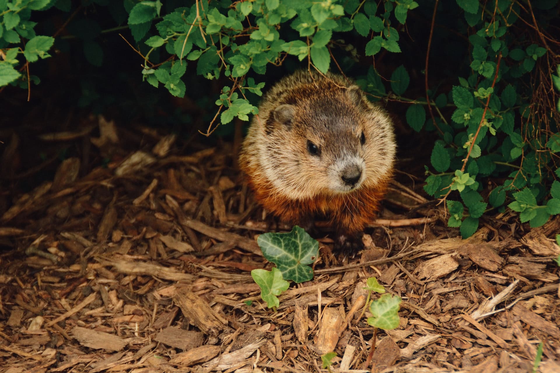 Groundhogs in kansas