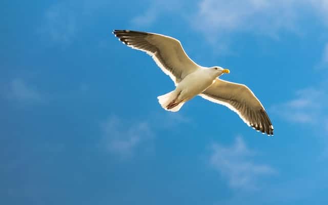 seagull indiana