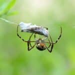 11 Flying Spiders Facts