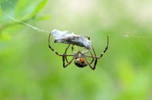 11 Flying Spiders Facts