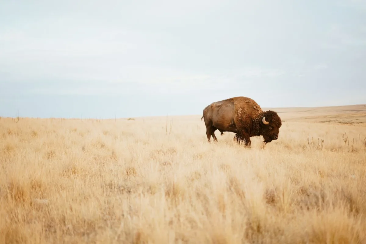 bison in kansas