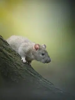 rat lifespan - how long do rats life