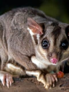 beautiful possum animal
