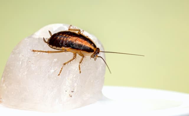 Cockroach size