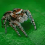 Top 10 Deadliest Spiders