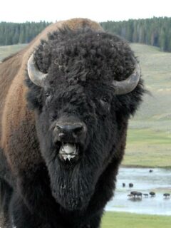 buffalo in kansas