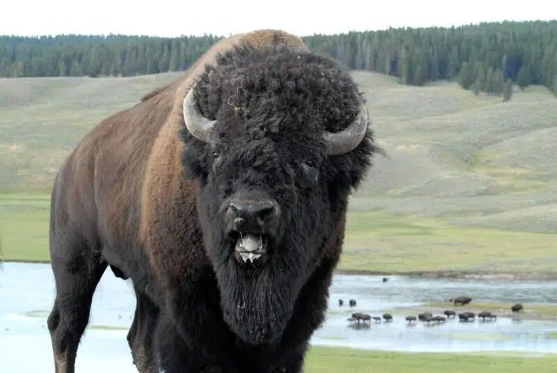 buffalo in kansas