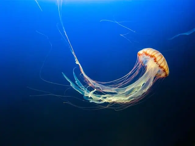 Box Jellyfish kill humans