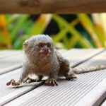 Finger Monkeys (Marmoset) Facts