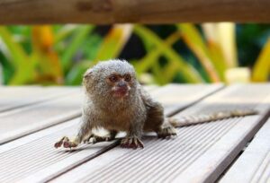 Finger Monkeys (Marmoset) Facts