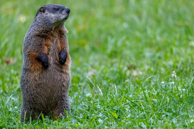 Groundhog animals in kentucky