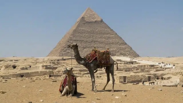 https://www.pexels.com/photo/camels-in-the-desert-7079418/