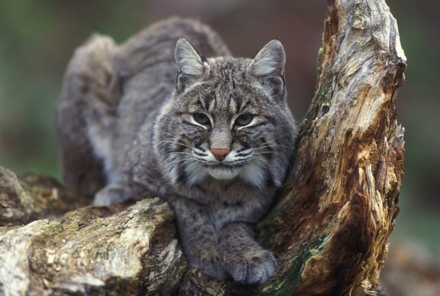 bobcat north america